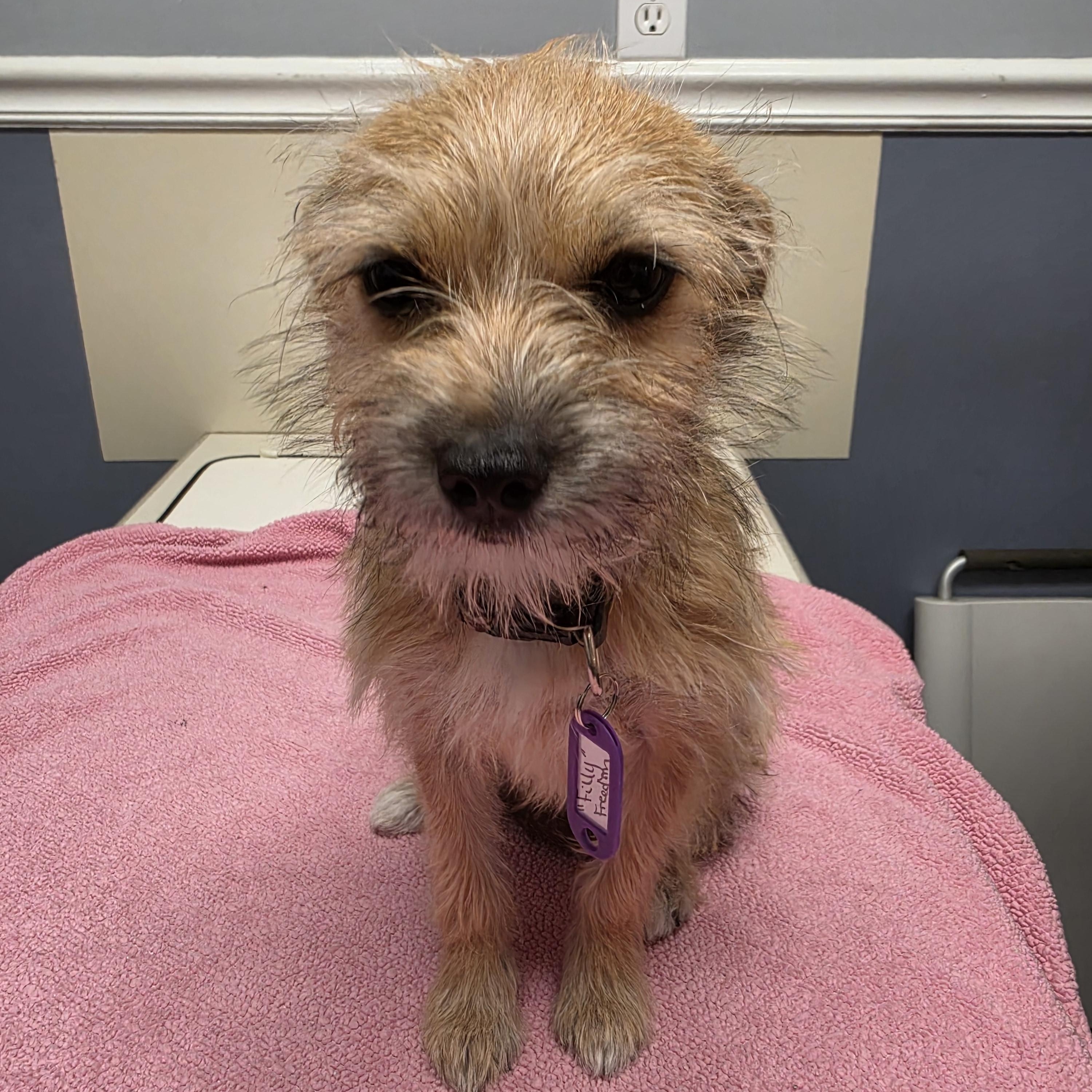 Filly, an adopted mixed breed in Lacona, NY image 3/3