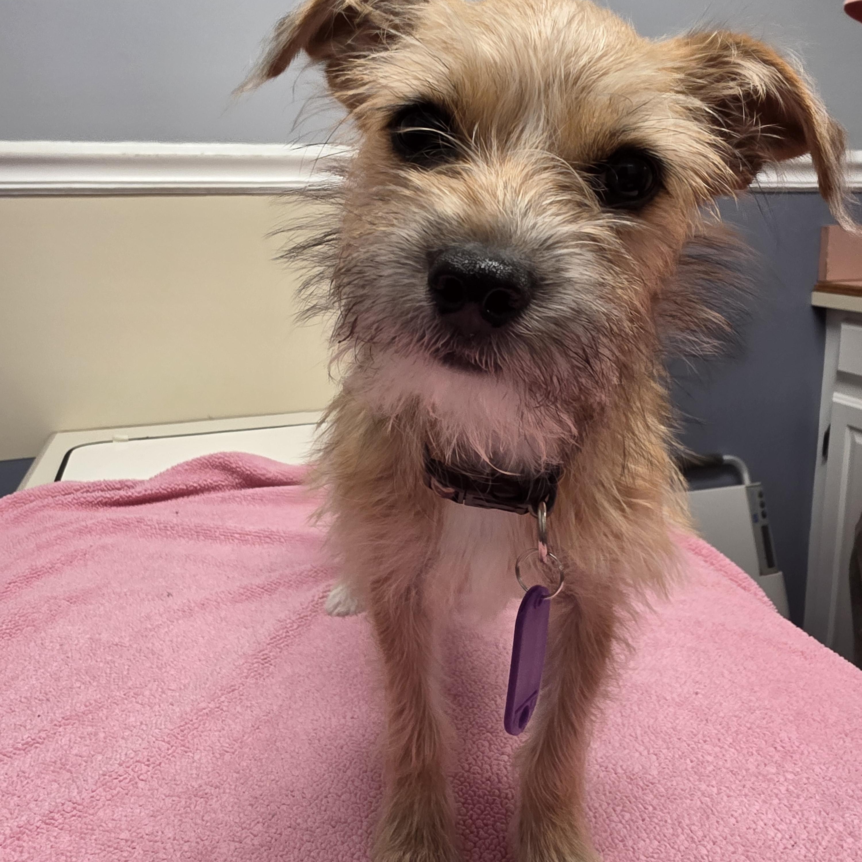 Filly, an adopted mixed breed in Lacona, NY image 2/3