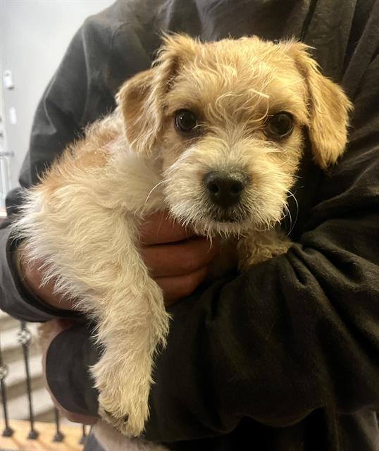 Enlarge LAVENDER, a Adoptable Cairn Terrier in Fruit Heights, UT image 1/1