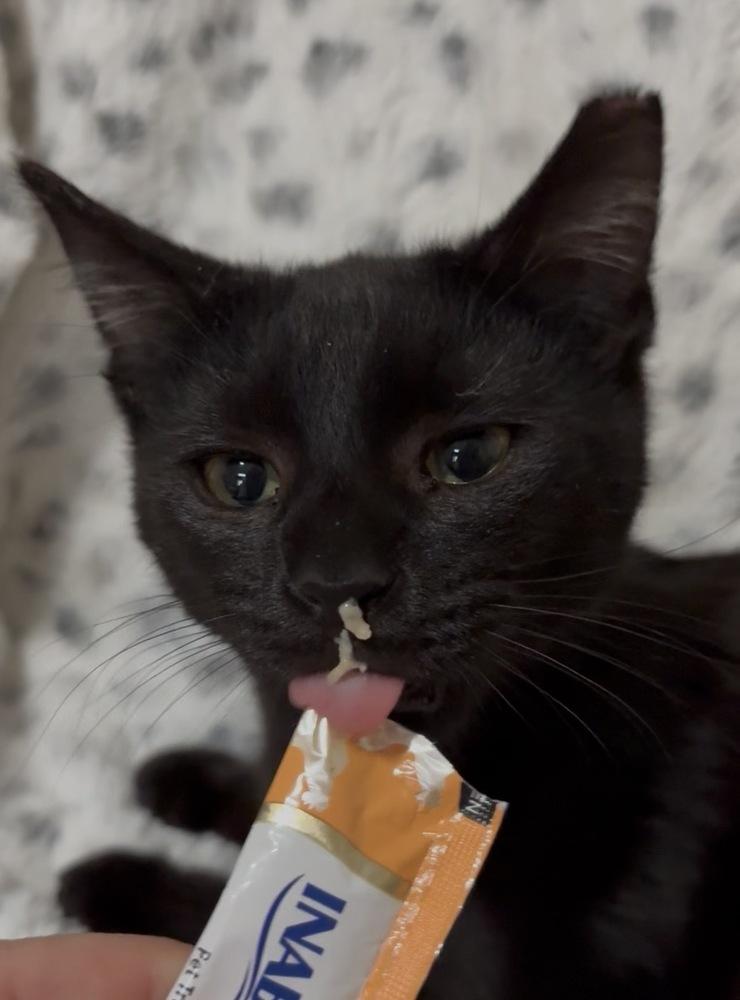 Ozzy, Adoptable, Kitten Male Domestic Short Hair.