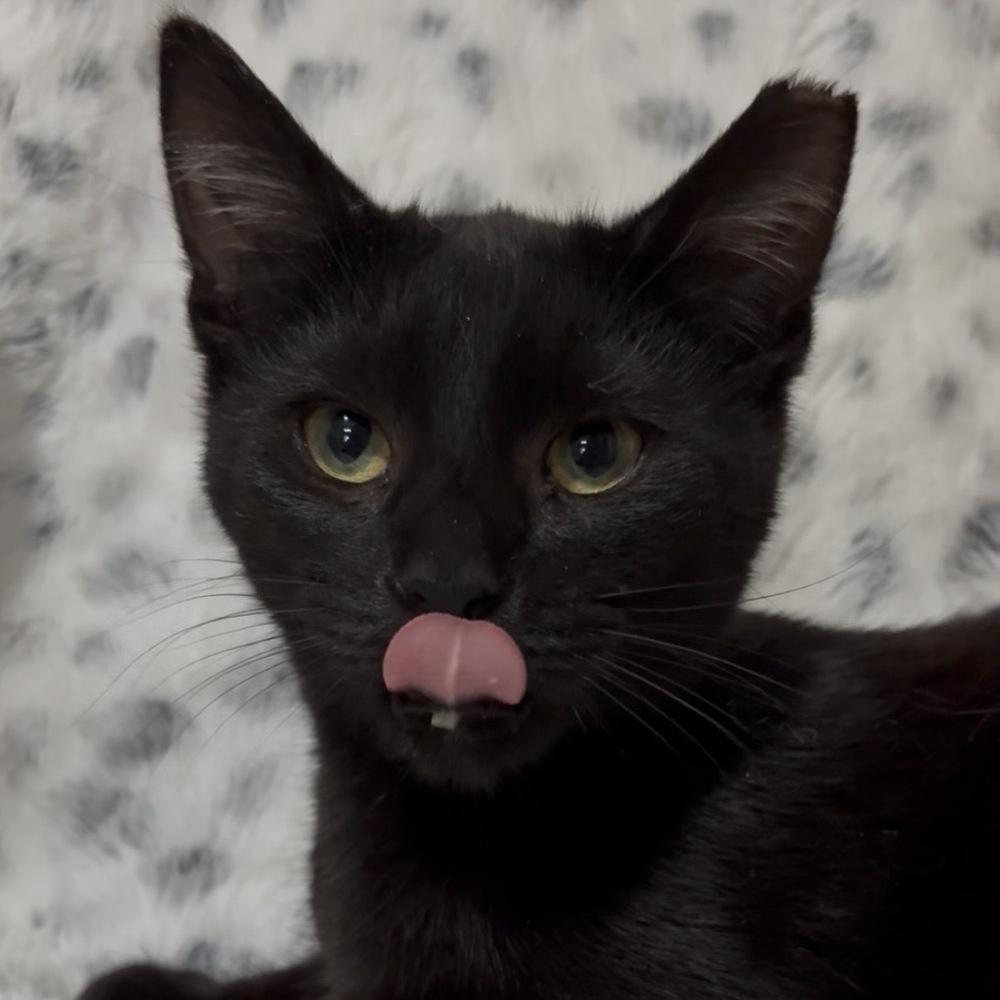 Ozzy, a Adoptable Domestic Short Hair in Panama City Beach, FL image 2/5