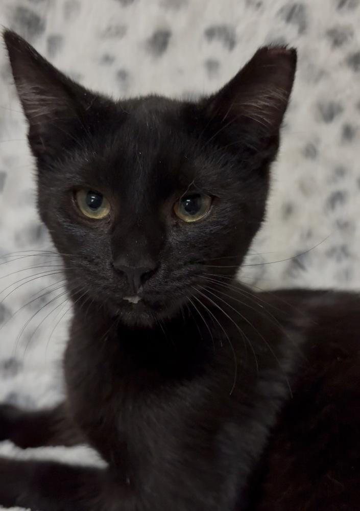 Ozzy, a Adoptable Domestic Short Hair in Panama City Beach, FL image 3/5
