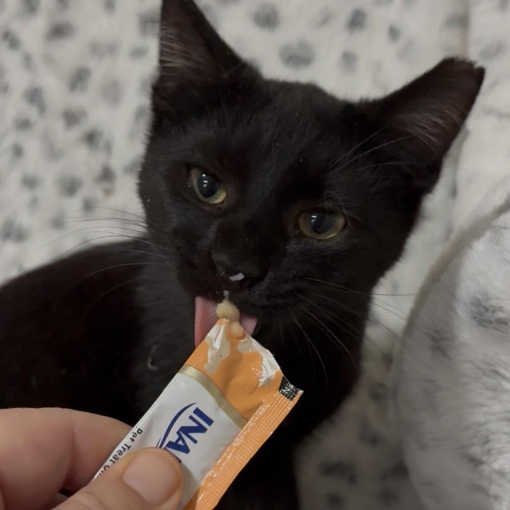 Ozzy, a Adoptable Domestic Short Hair in Panama City Beach, FL image 4/5