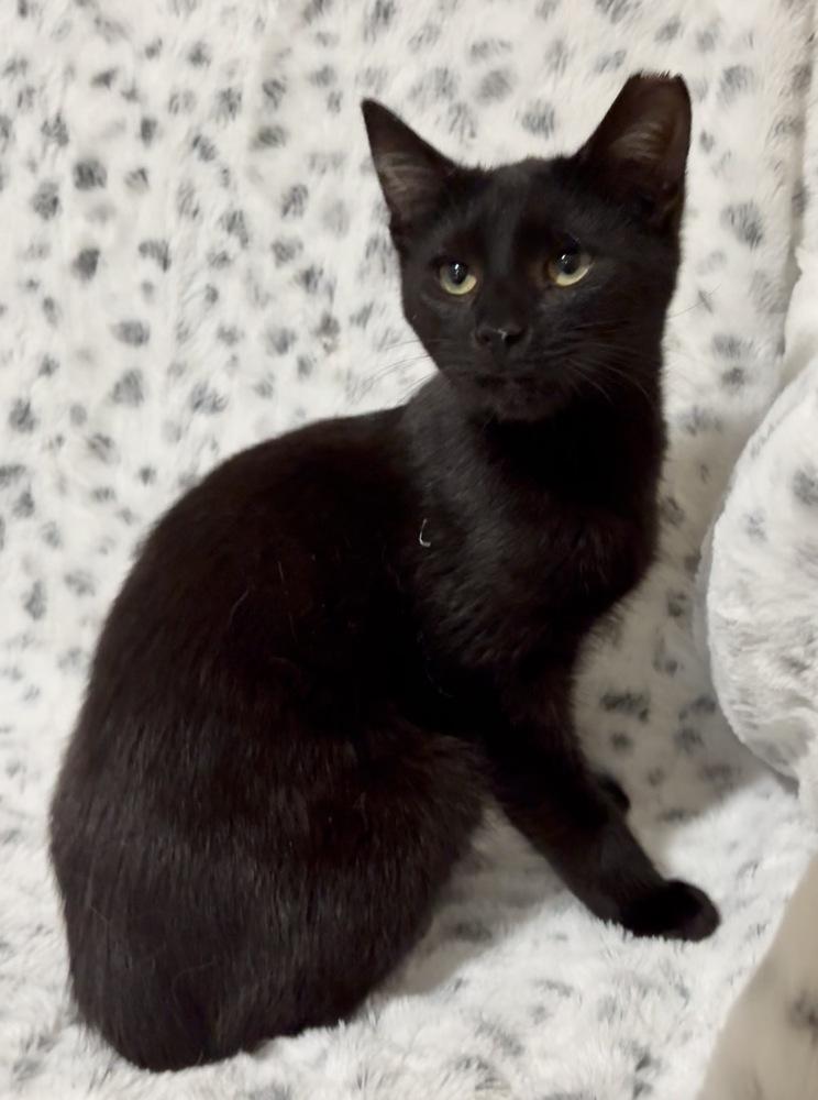Ozzy, a Adoptable Domestic Short Hair in Panama City Beach, FL image 5/5