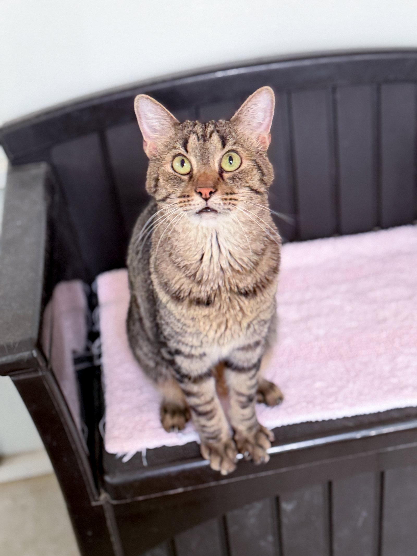 Enlarge Ziggy, a Adoptable Domestic Short Hair in Sanford, NC image 1/3