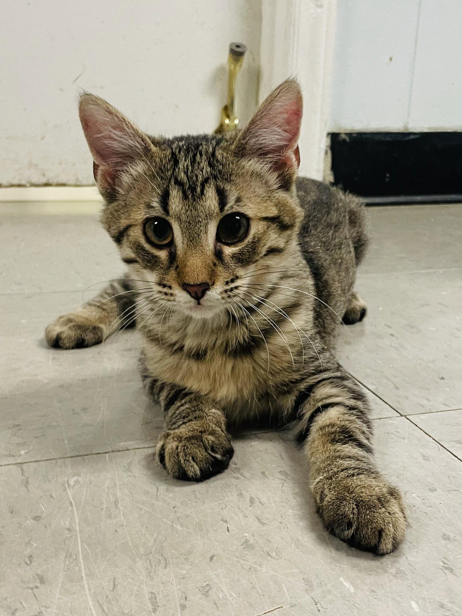 Ziggy, Adoptable, Young Male Domestic Short Hair.