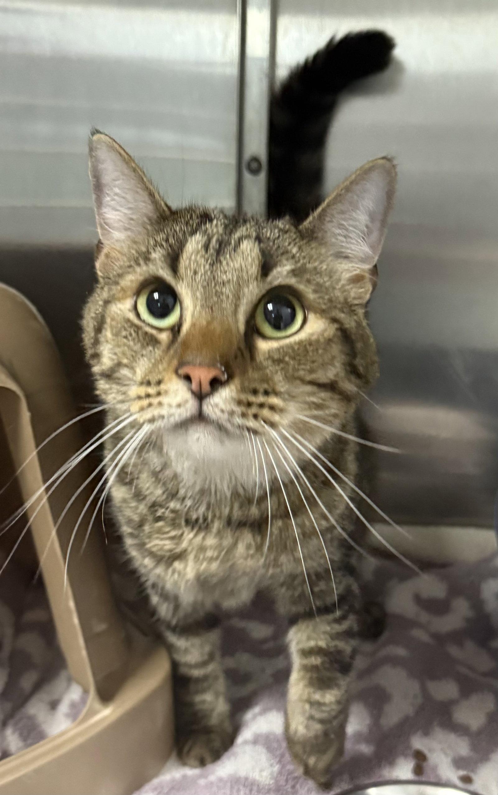 Ziggy, a Adoptable Domestic Short Hair in Sanford, NC image 2/3