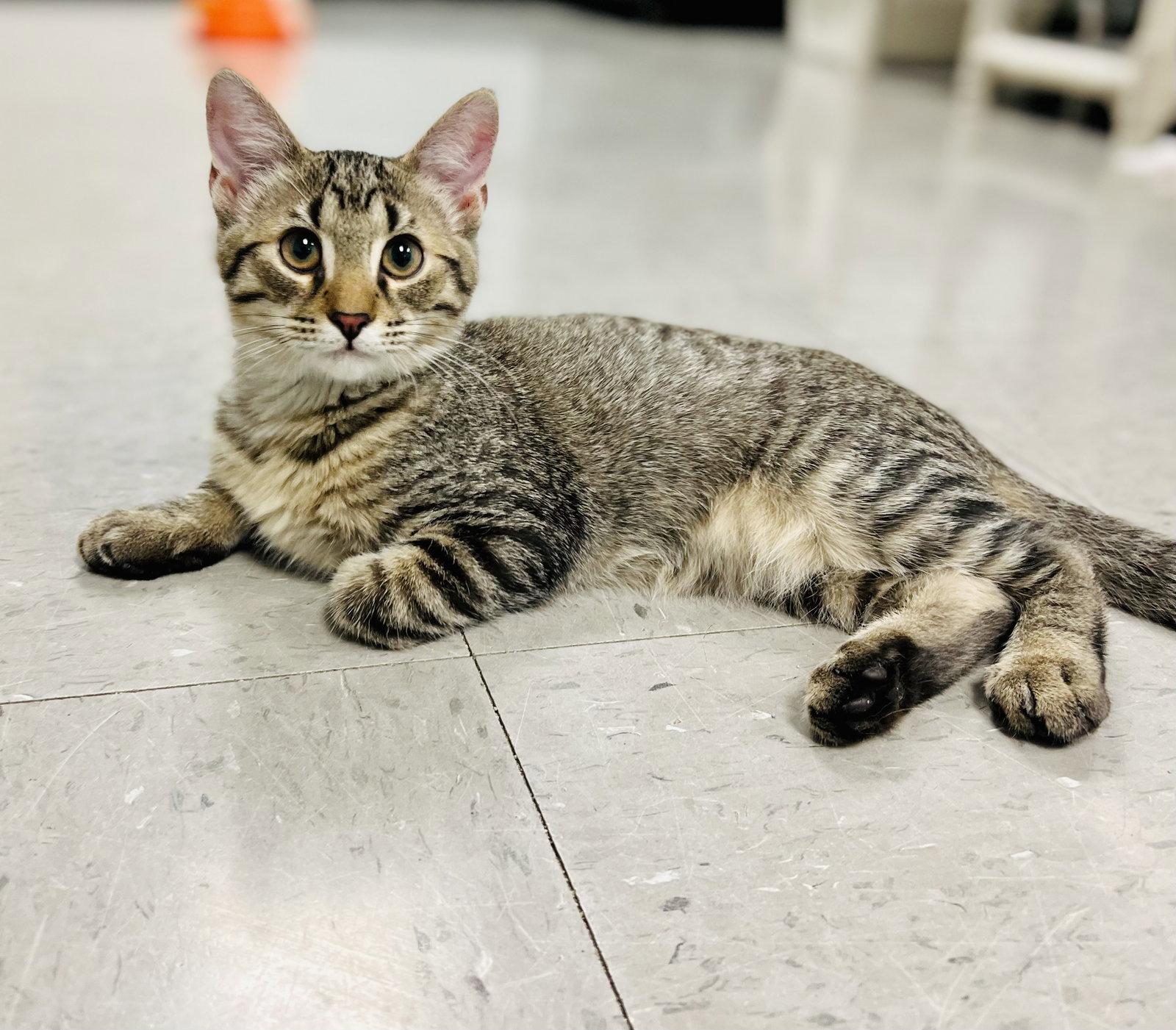 Ziggy, a Adoptable Domestic Short Hair in Sanford, NC image 3/3