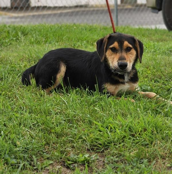 Enlarge Gregor, a Adoptable mixed breed in Cleveland, TN image 1/2