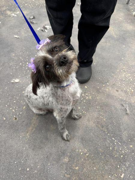 Missy, a Adoptable mixed breed in The Woodlands, TX image 1/3