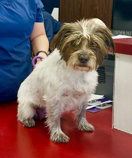 Missy, Adoptable, Adult Female Schnauzer & Terrier.