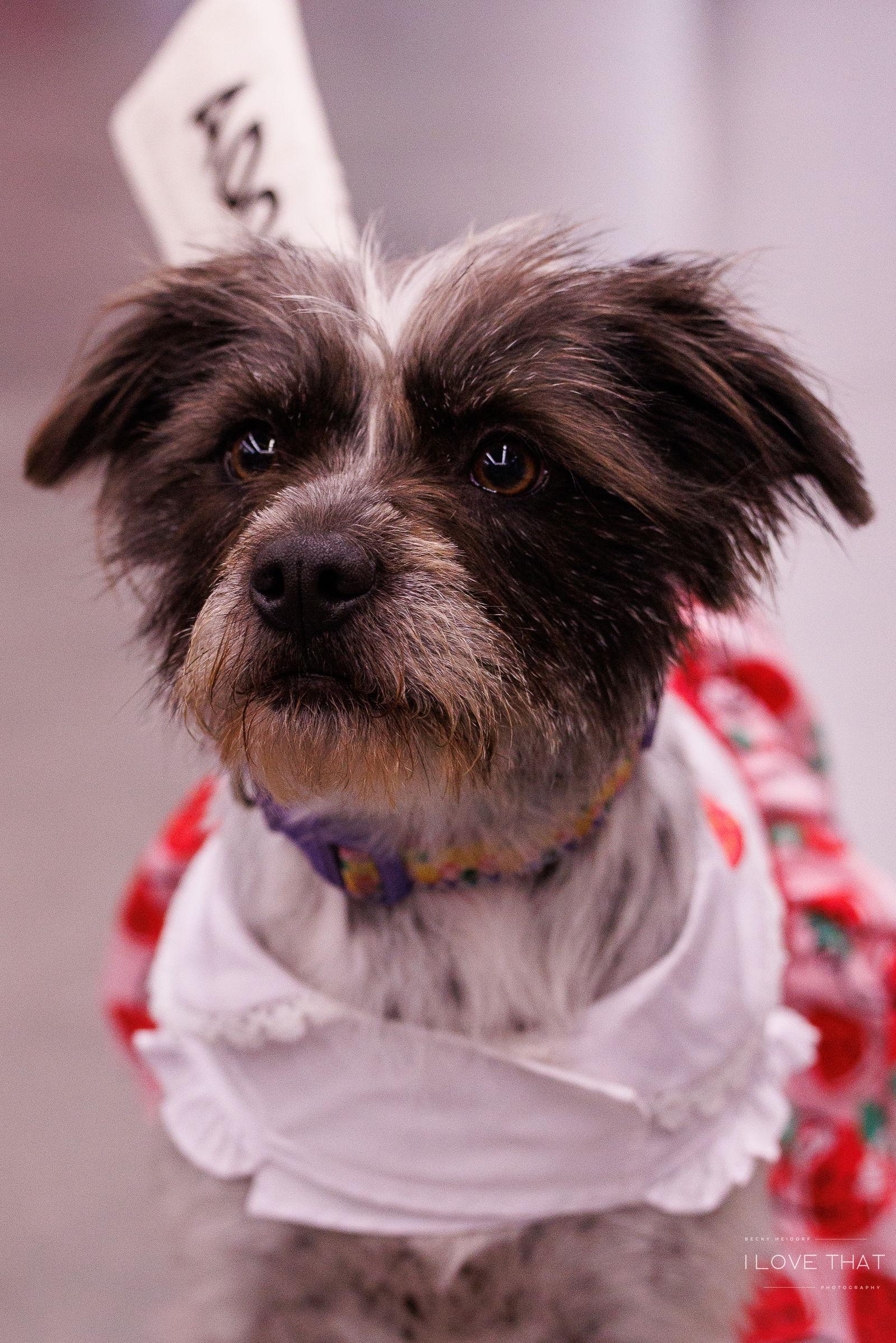 Missy, a Adoptable mixed breed in The Woodlands, TX image 2/3