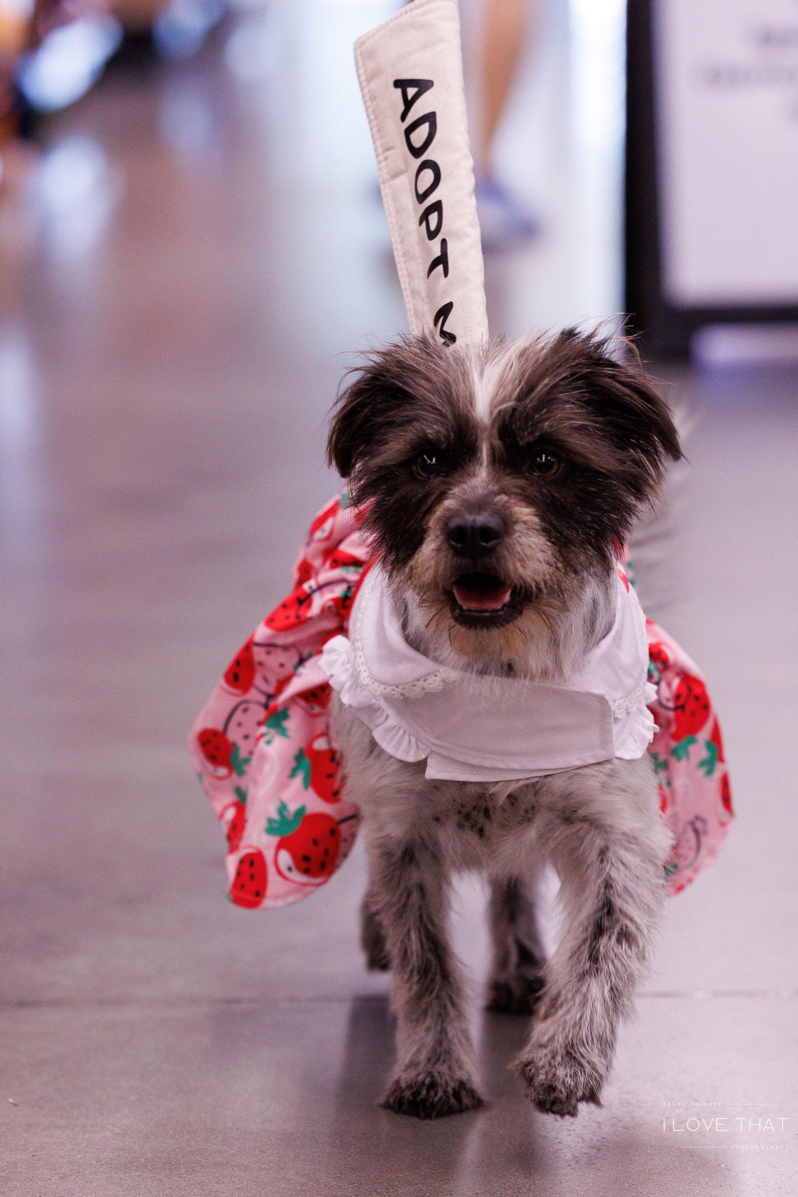 Missy, a Adoptable mixed breed in The Woodlands, TX image 3/3