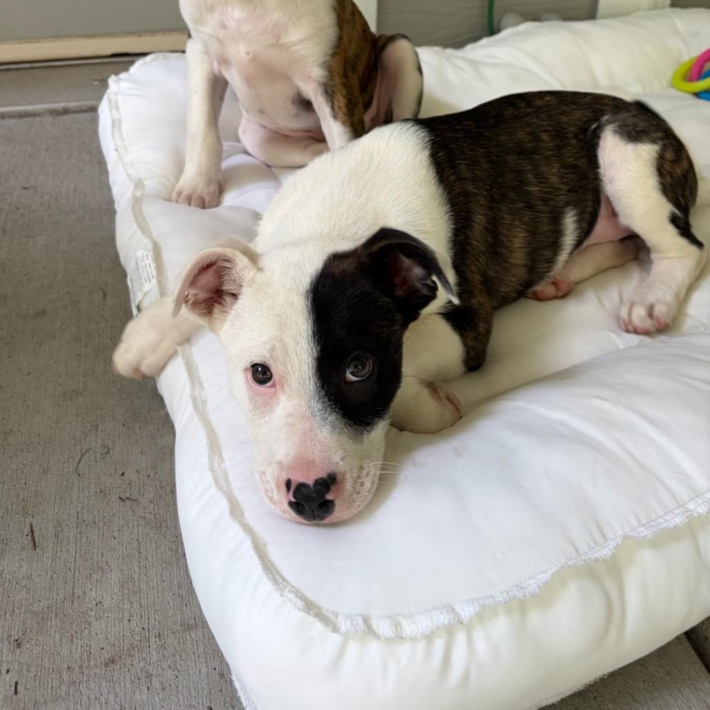 Sour Cream, a Adoptable mixed breed in Tacoma, WA image 1/3