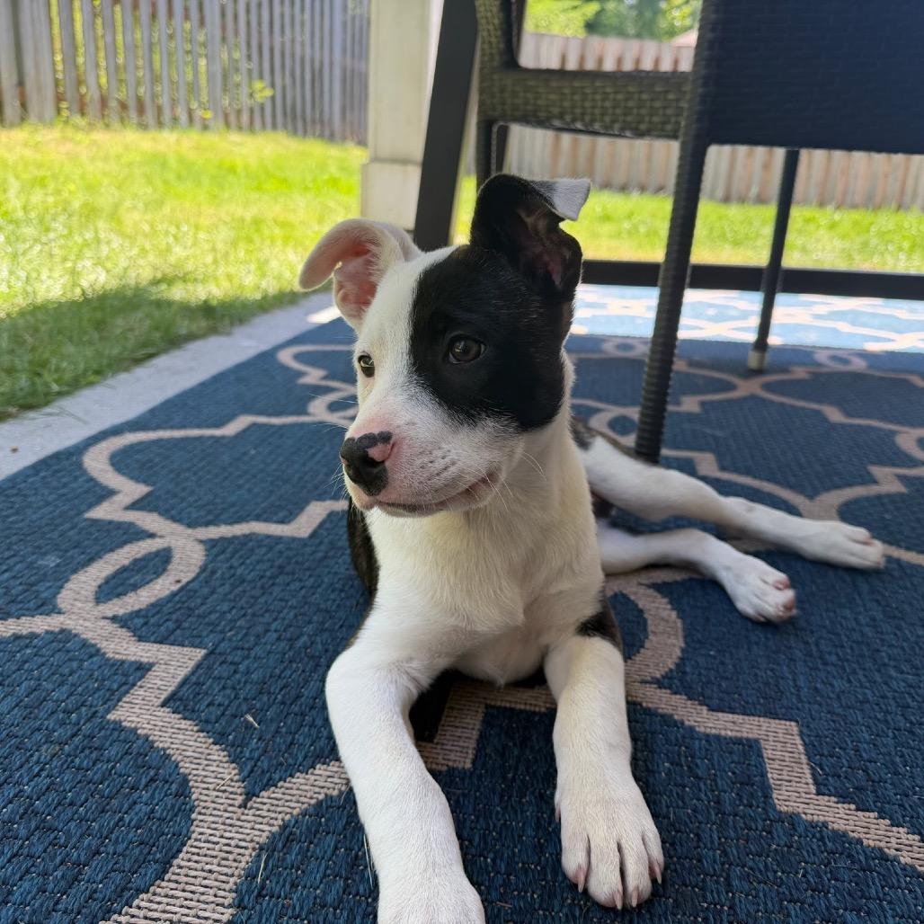 Sour Cream, a Adoptable mixed breed in Tacoma, WA image 2/3
