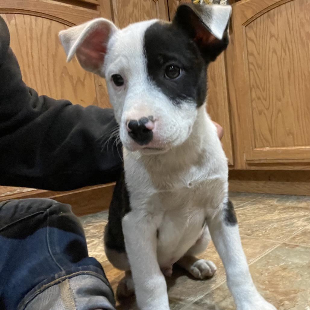 Sour Cream, a Adoptable mixed breed in Tacoma, WA image 3/3