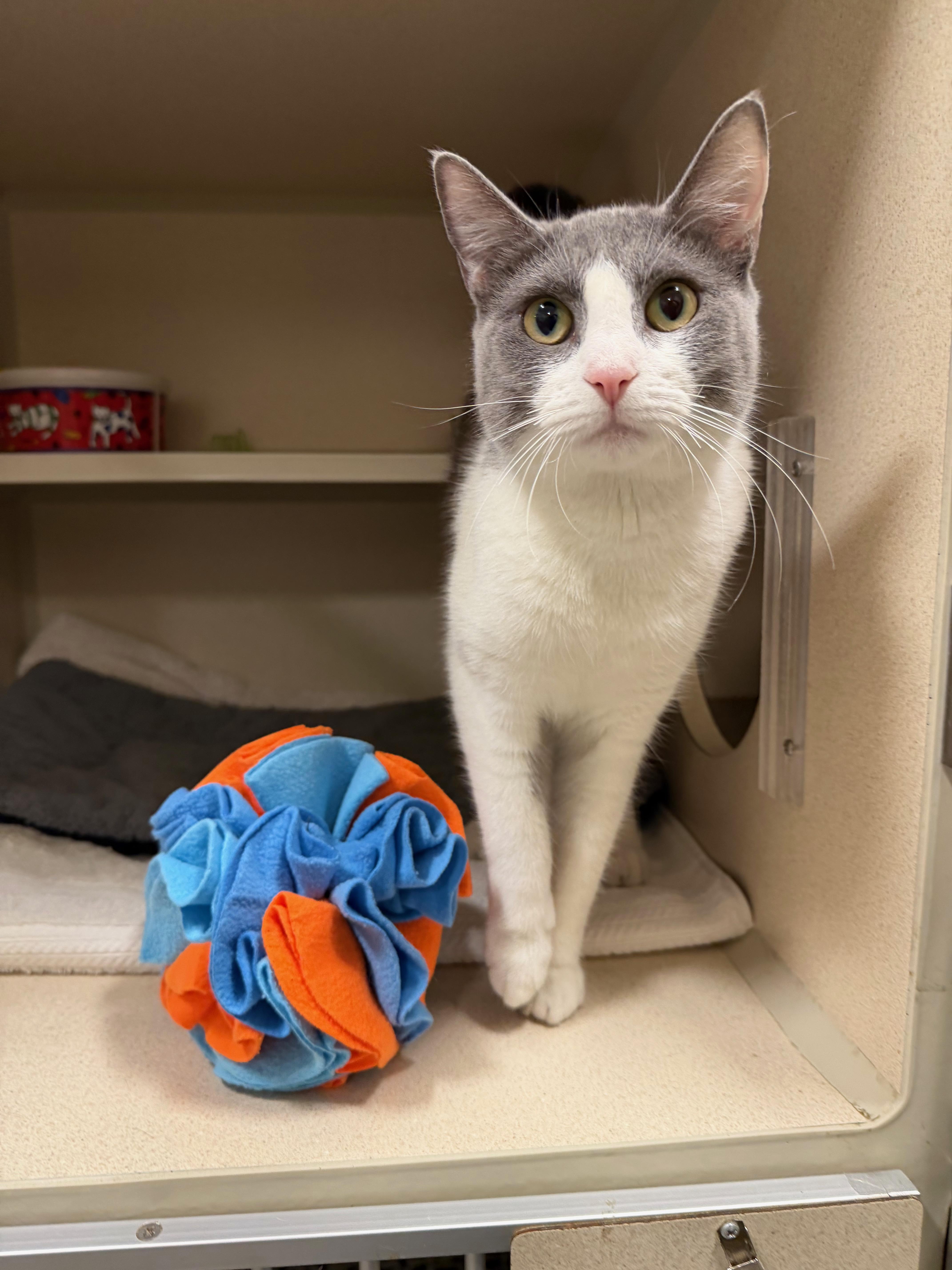Enlarge Pancha, a ADOPTABLE Tuxedo in New Rochelle, NY image 2/4