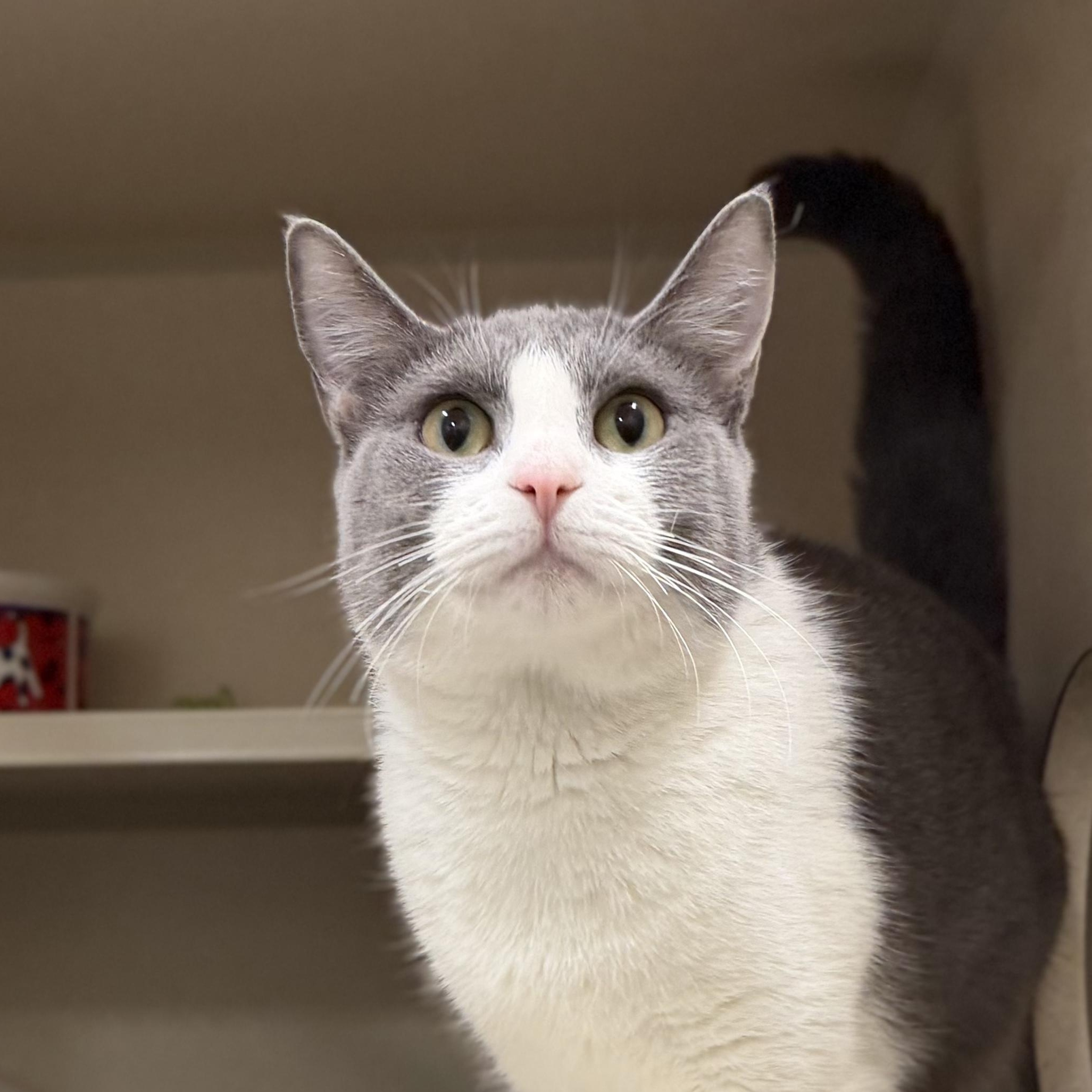 Enlarge Pancha, a ADOPTABLE Tuxedo in New Rochelle, NY image 3/4
