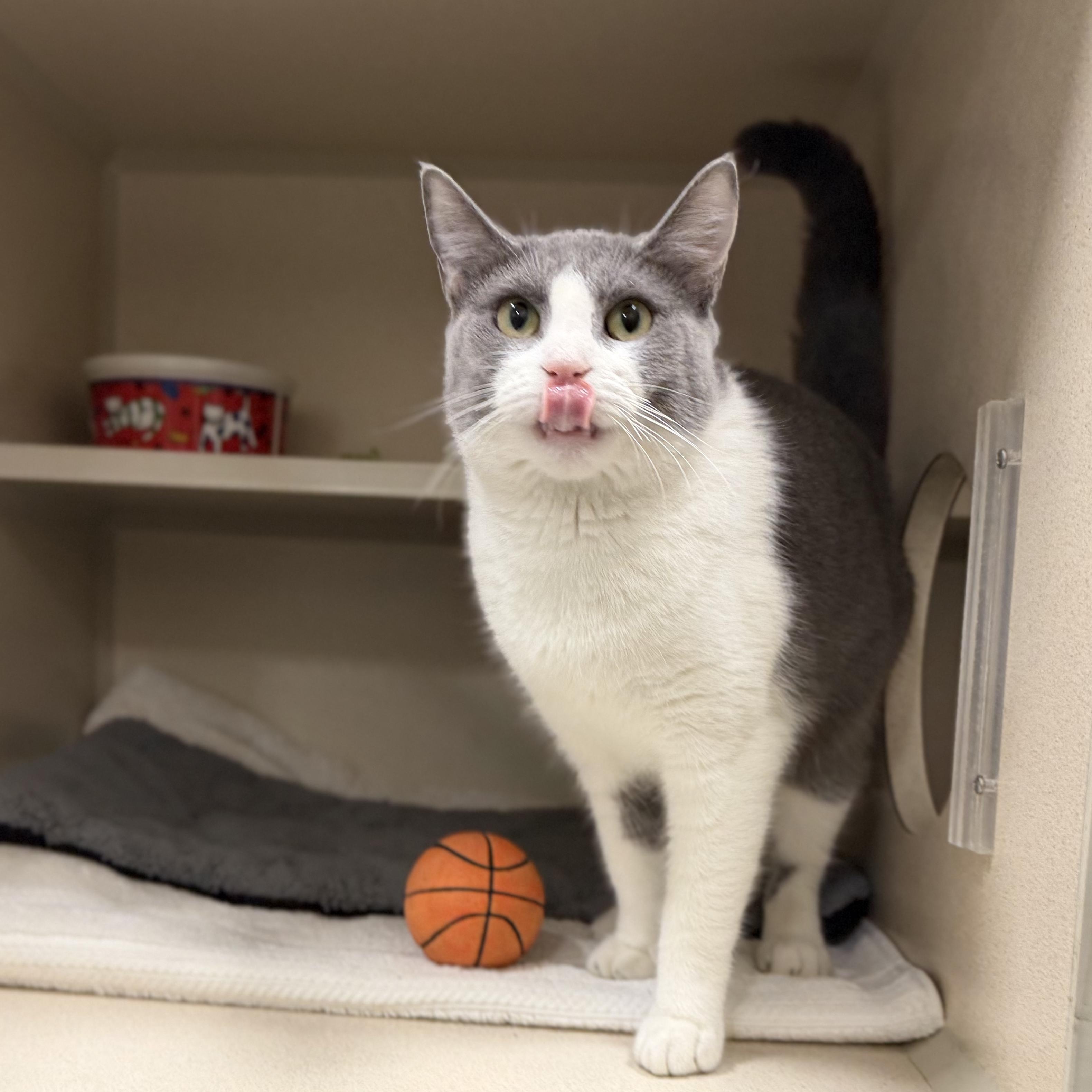 Enlarge Pancha, a ADOPTABLE Tuxedo in New Rochelle, NY image 4/4