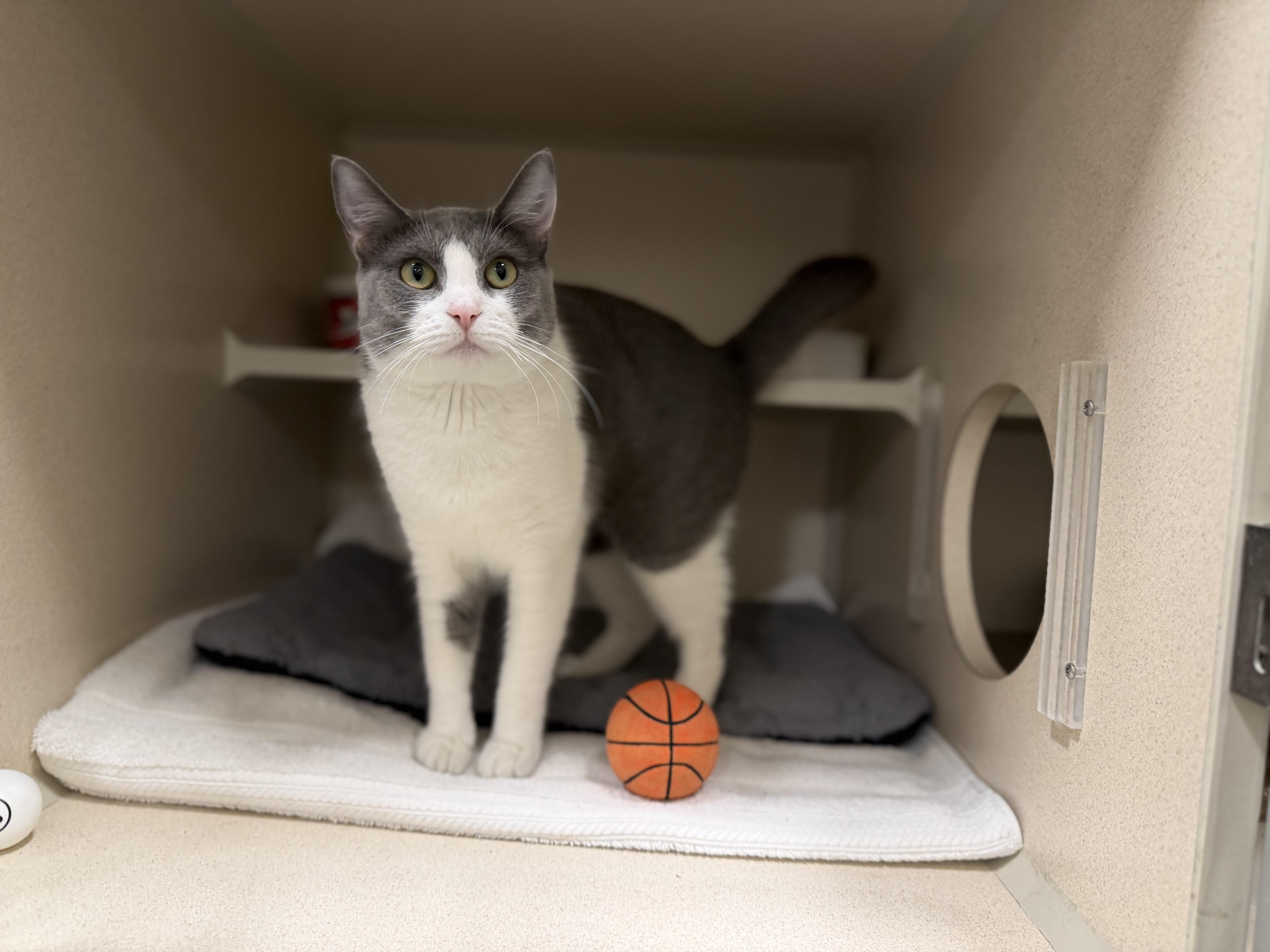 Pancha, ADOPTABLE, Adult Female Tuxedo.