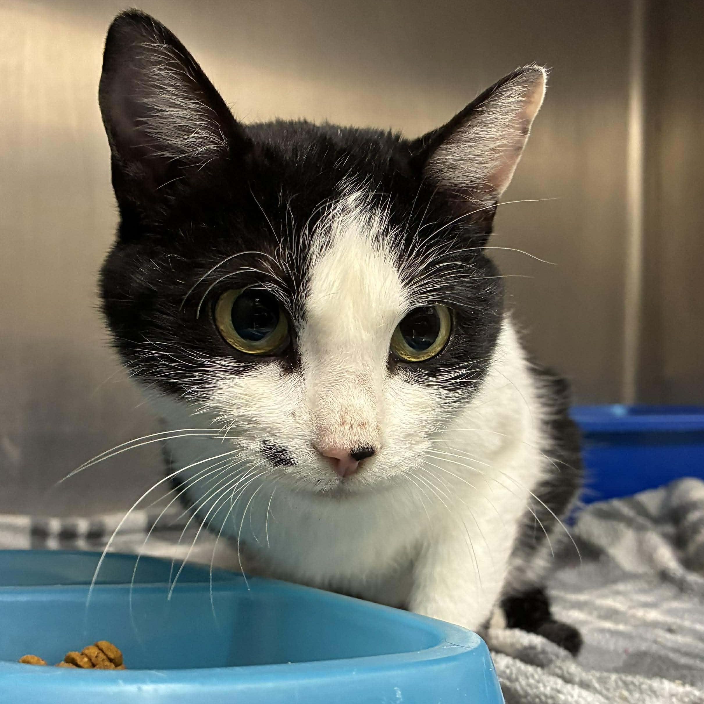 Marilyn Monroe, Adoptable, Young Female Tuxedo & Domestic Short Hair.