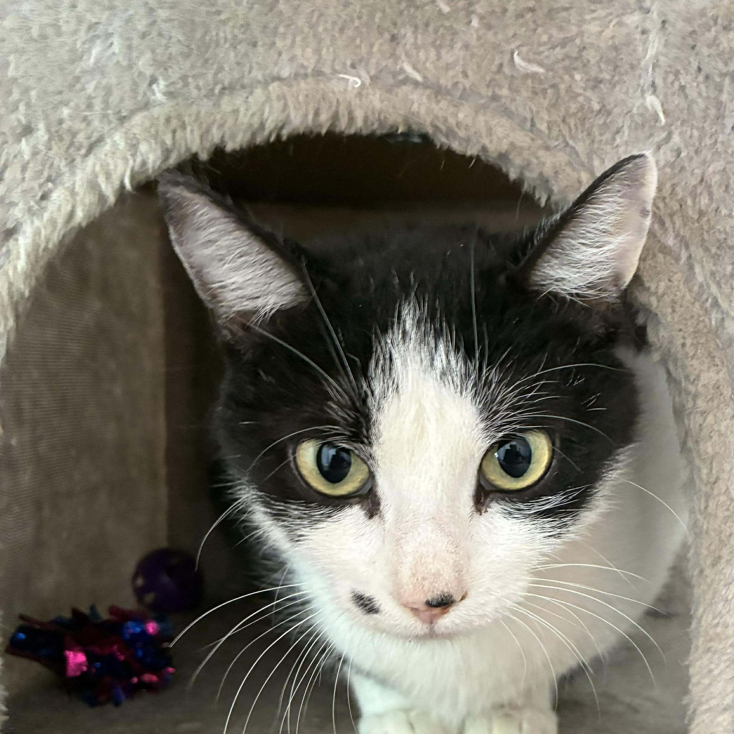 Enlarge Marilyn Monroe, a Adoptable mixed breed in Petersburg, IL image 2/5