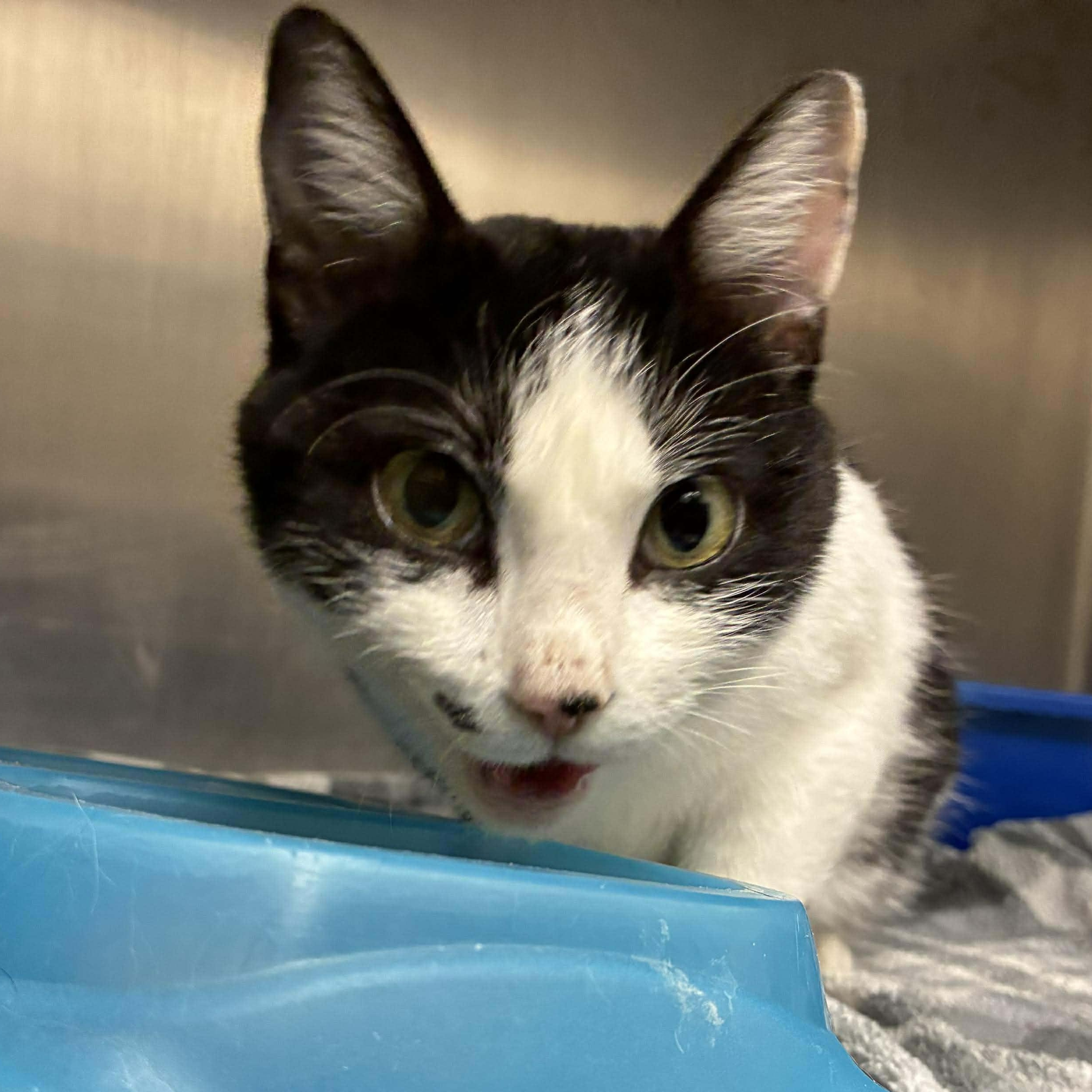 Marilyn Monroe, a Adoptable mixed breed in Petersburg, IL image 3/4