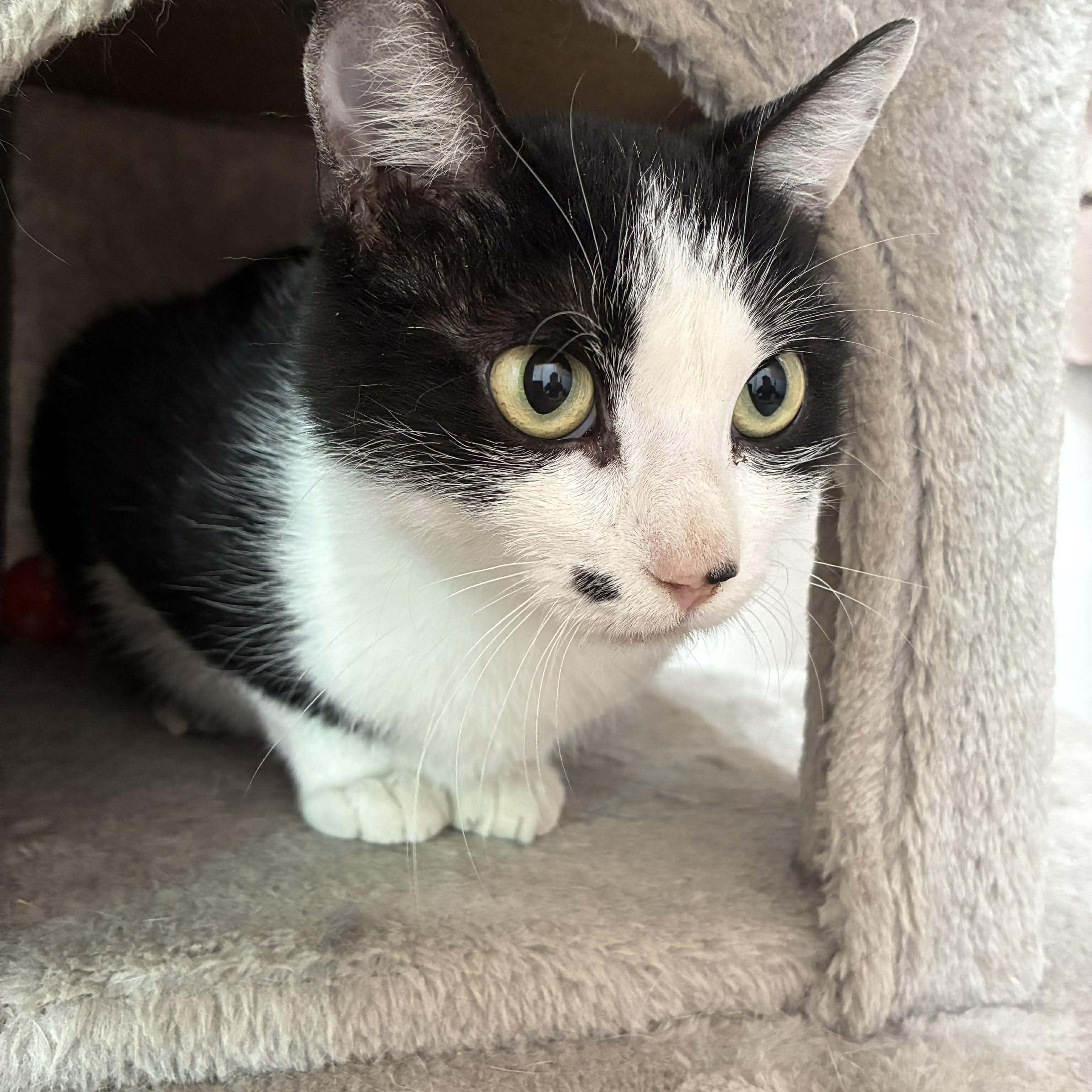 Enlarge Marilyn Monroe, a Adoptable mixed breed in Petersburg, IL image 1/5