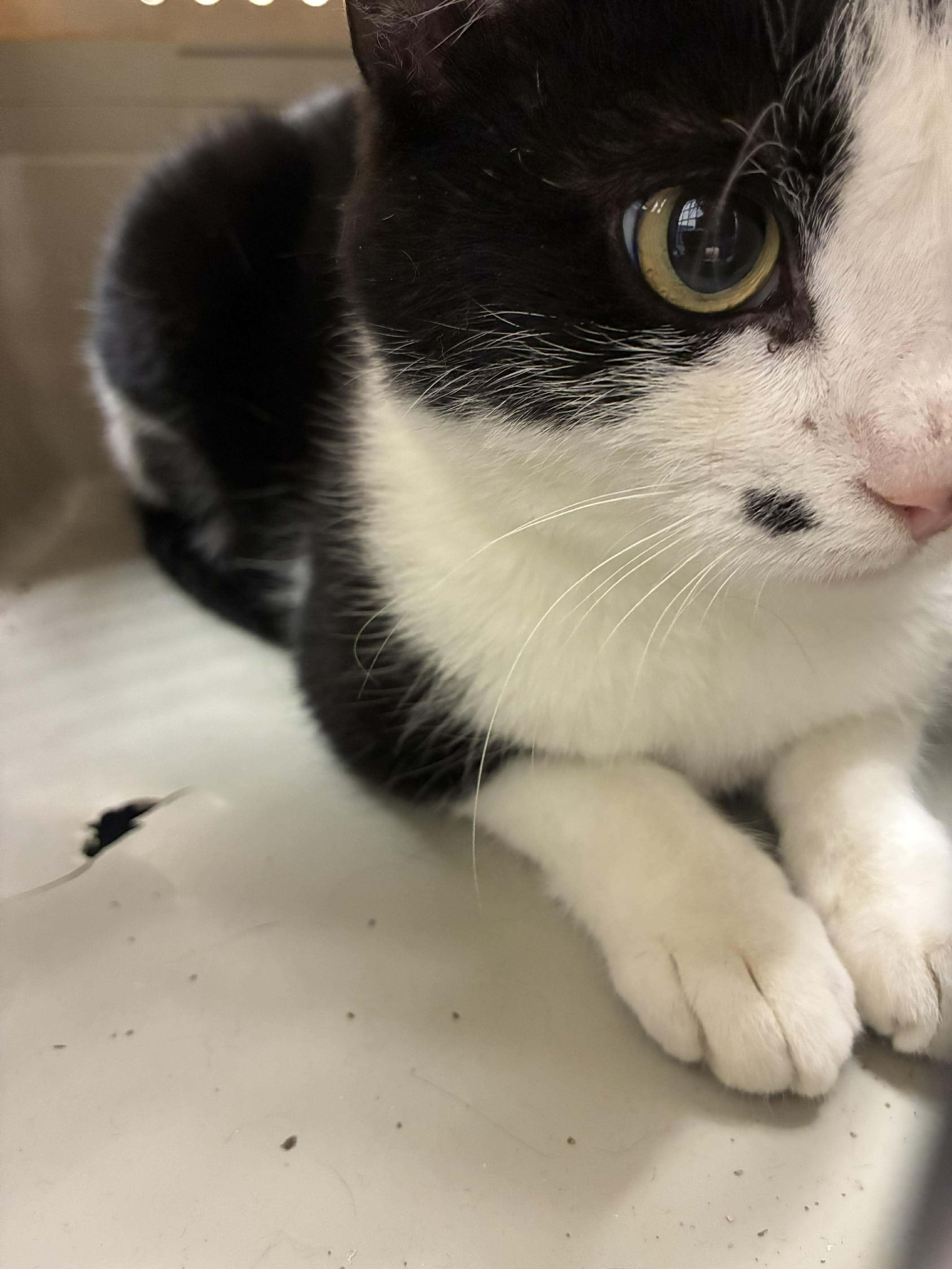 Marilyn Monroe, a Adoptable mixed breed in Petersburg, IL image 2/4