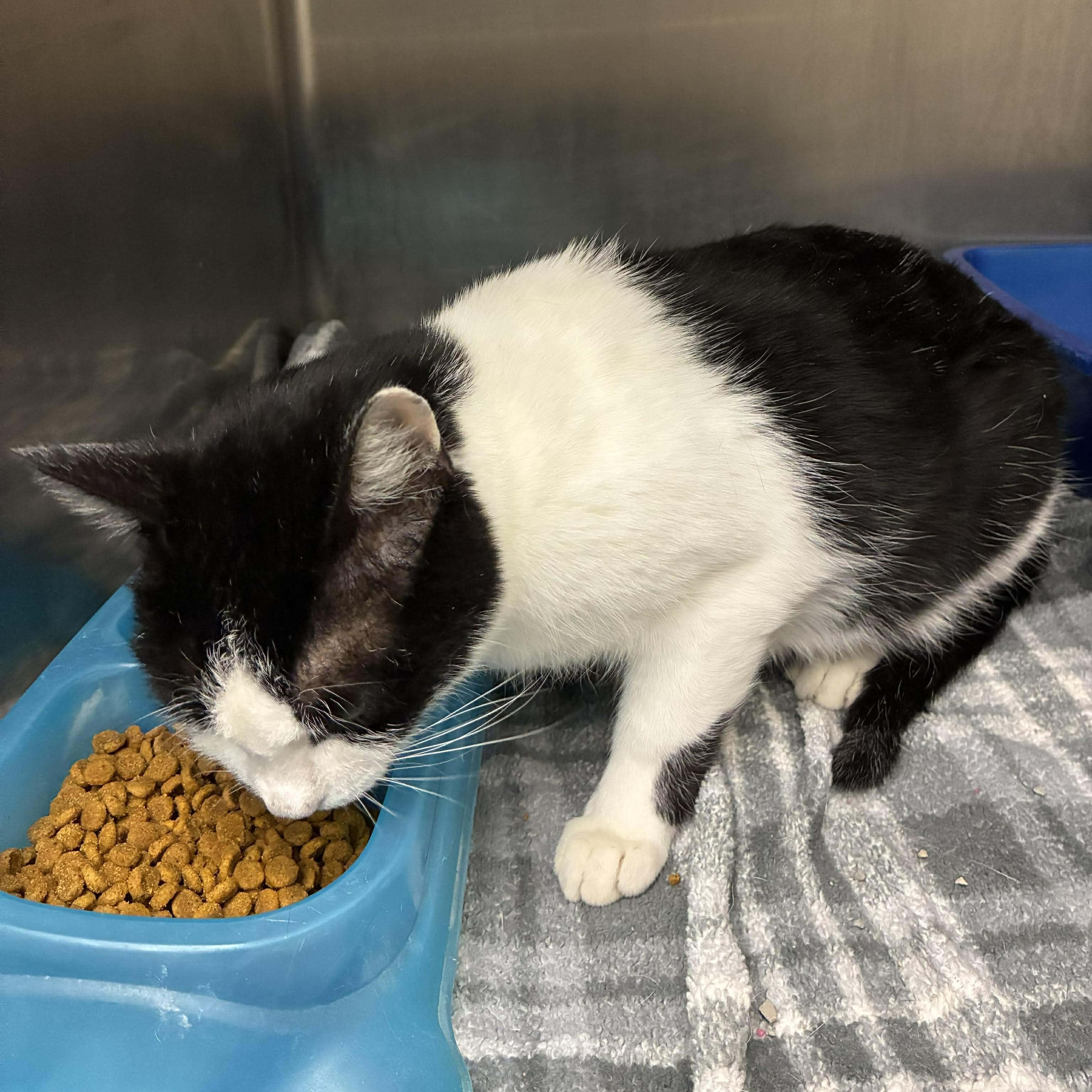 Marilyn Monroe, a Adoptable mixed breed in Petersburg, IL image 4/4