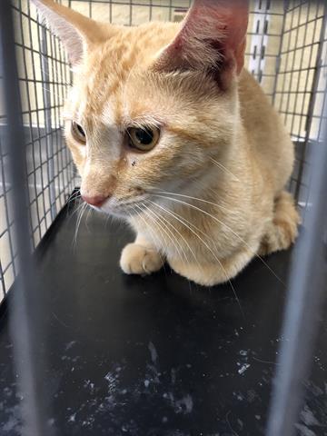 Enlarge KITTY, a Adoptable Domestic Short Hair in Fort Myers, FL image 1/1