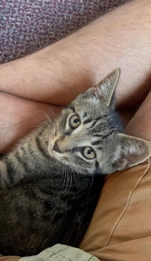 Enlarge Bodhi, a Adoptable Domestic Short Hair in Findlay, OH image 1/1