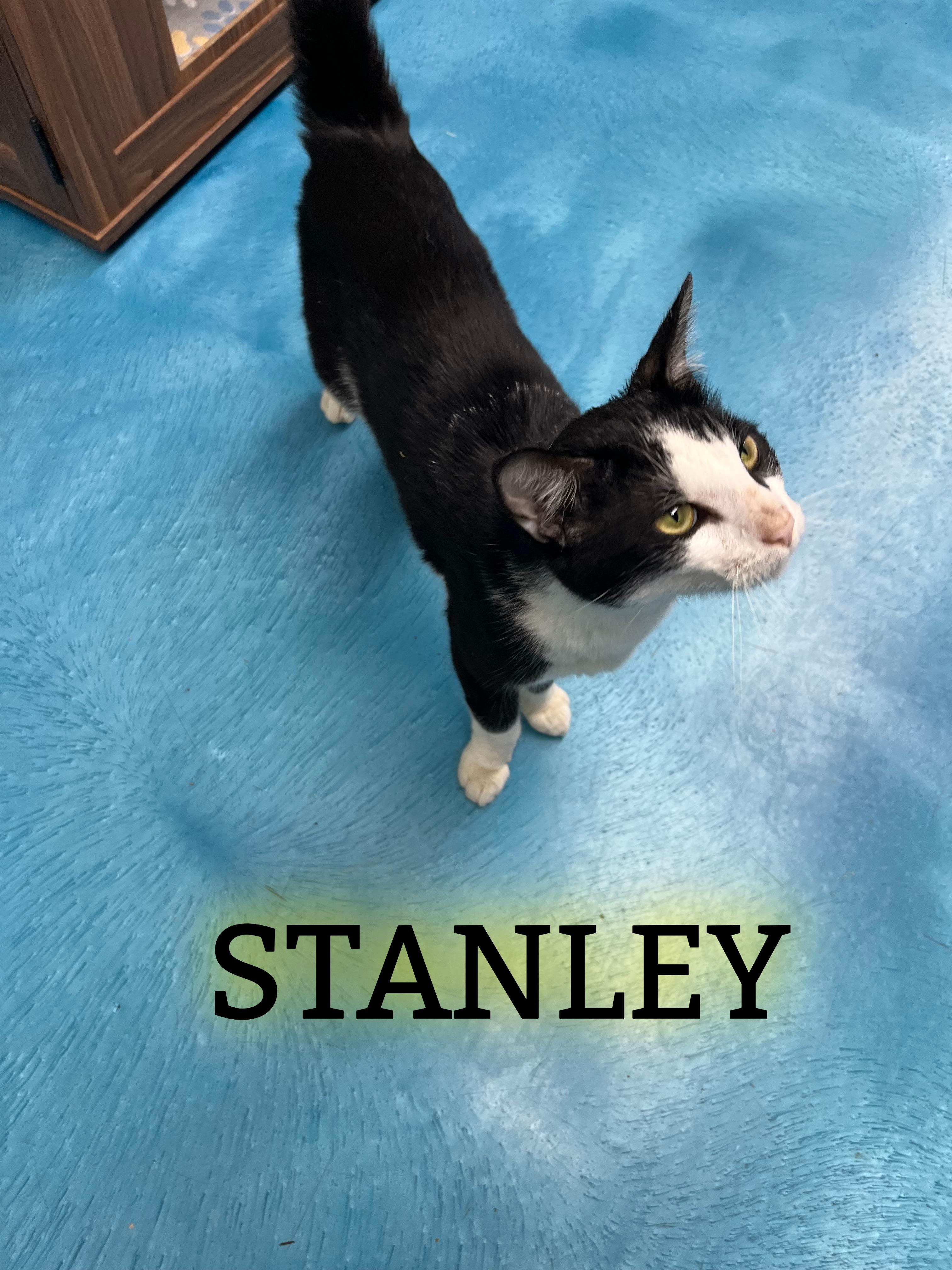 Stanley, adopted, Young Male Tabby.