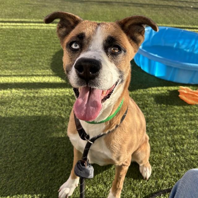 Enlarge DUBLIN, a Adoptable mixed breed in Phoenix, AZ image 1/1