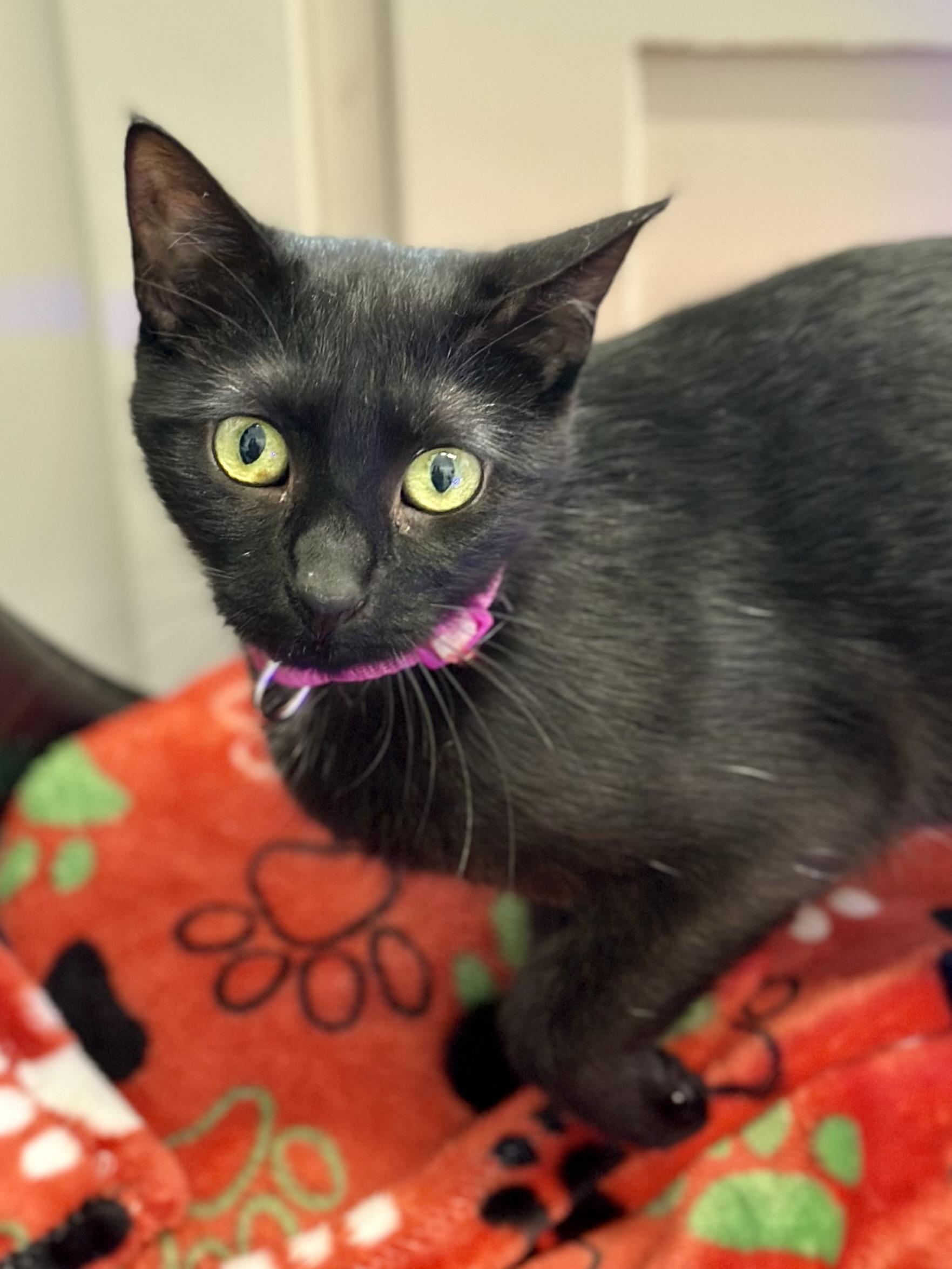 Enlarge Black Beauty, a Adoptable Domestic Short Hair in Faribault, MN image 3/5