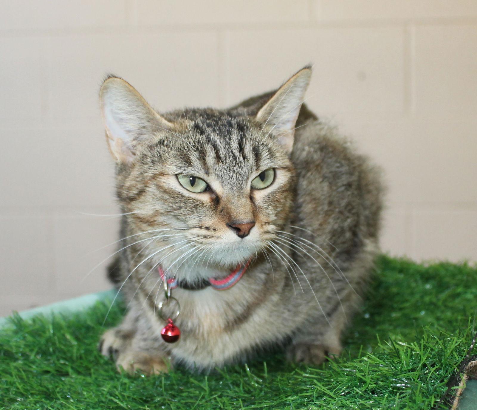 Enlarge Squirrel - 42369, a Adoptable mixed breed in Prattville, AL image 1/2
