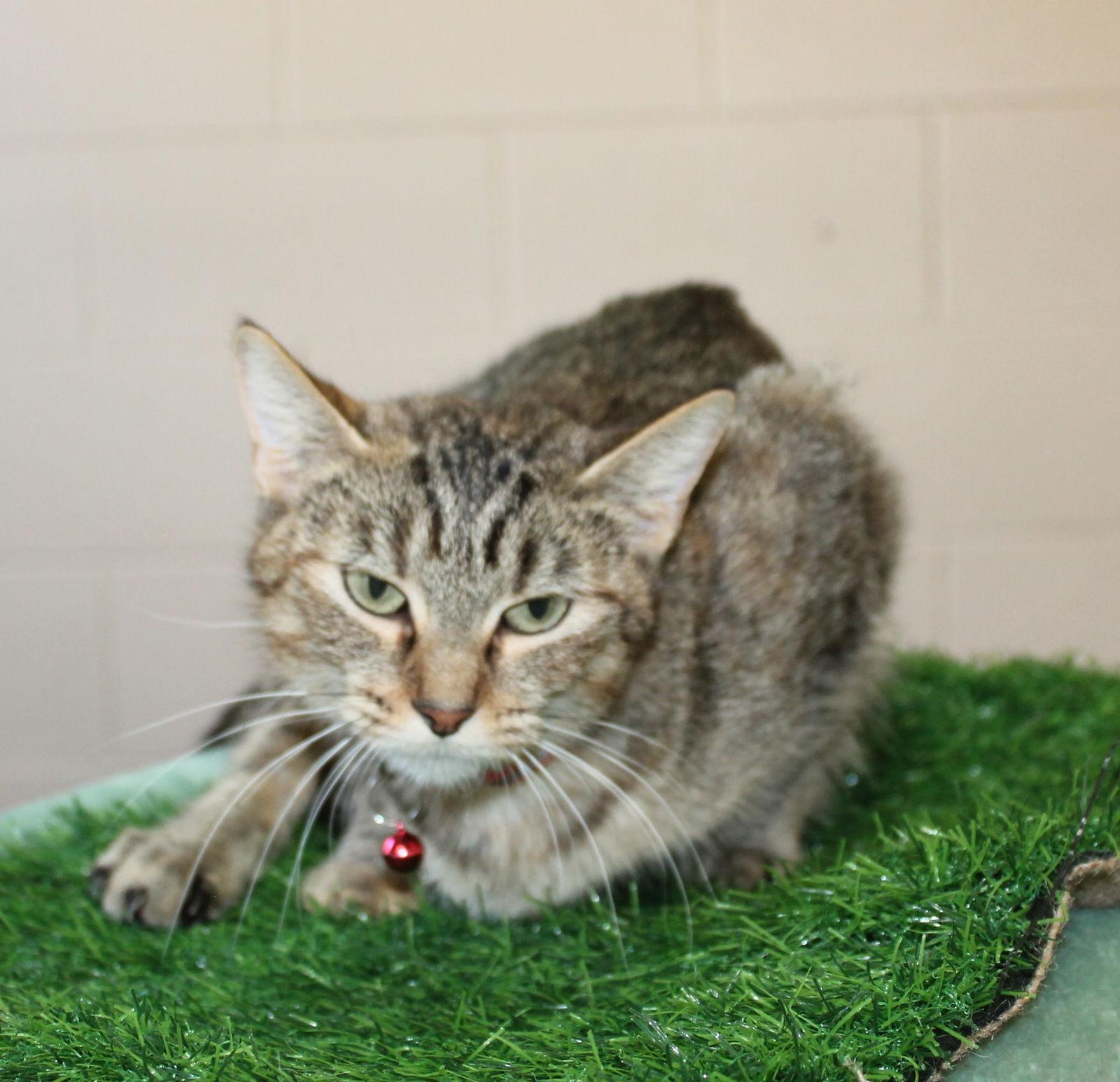 Enlarge Squirrel - 42369, a Adoptable mixed breed in Prattville, AL image 2/2