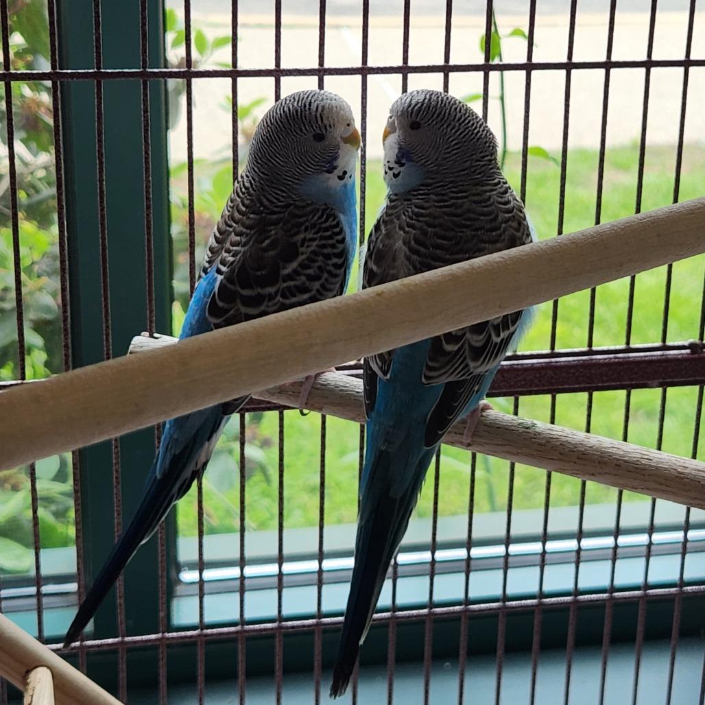 Skye with Azure, Adoptable, Young Female Parakeet (Other).