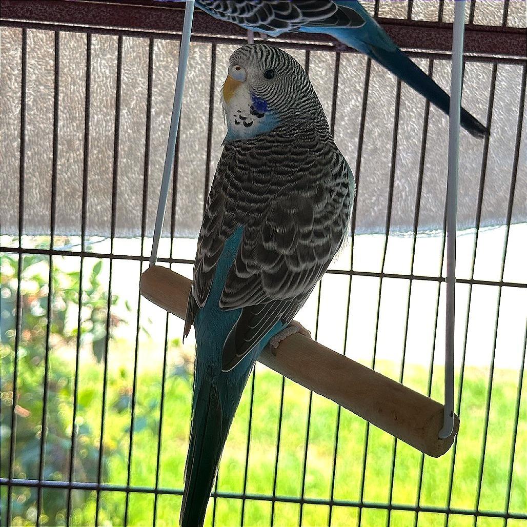 Enlarge Skye with Azure, a Adoptable Parakeet (Other) in Springfield, MA image 2/4