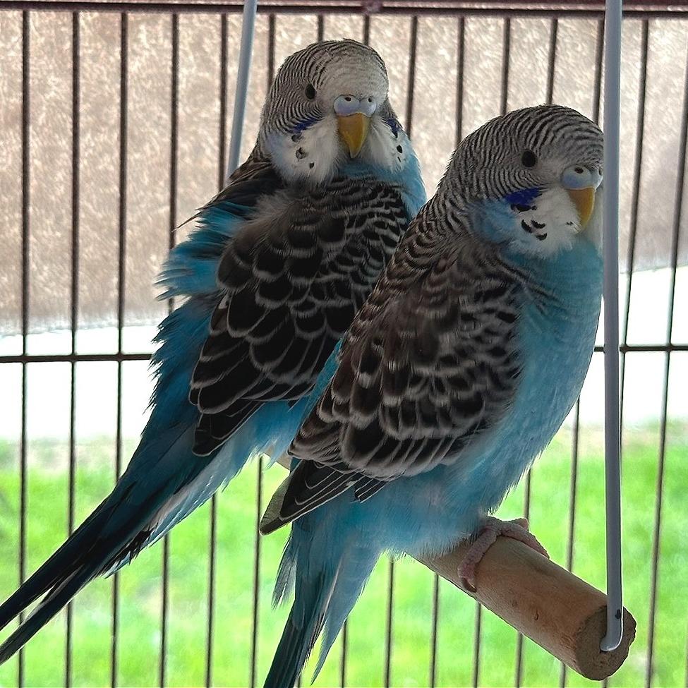 Enlarge Skye with Azure, a Adoptable Parakeet (Other) in Springfield, MA image 3/4