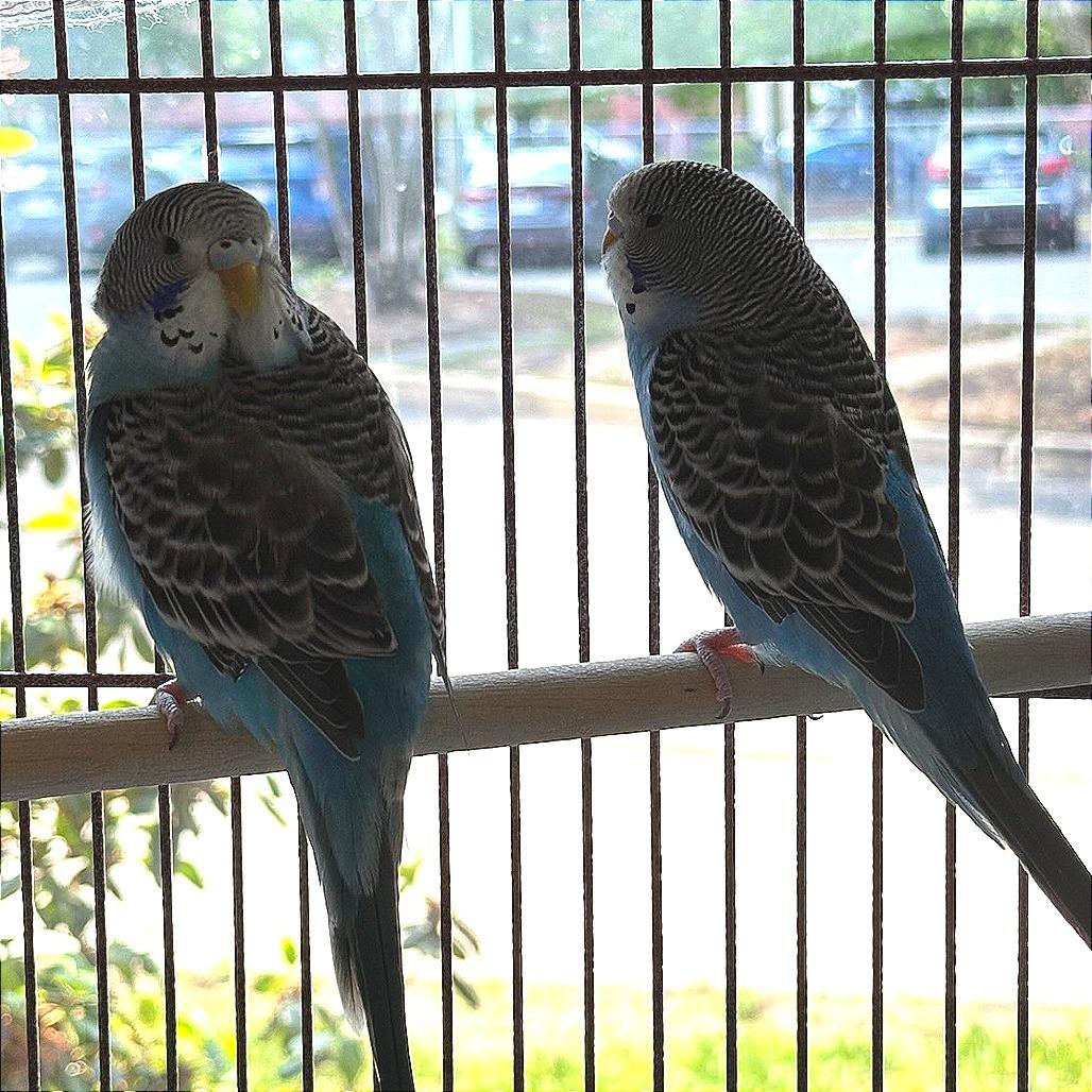 Enlarge Skye with Azure, a Adoptable Parakeet (Other) in Springfield, MA image 4/4