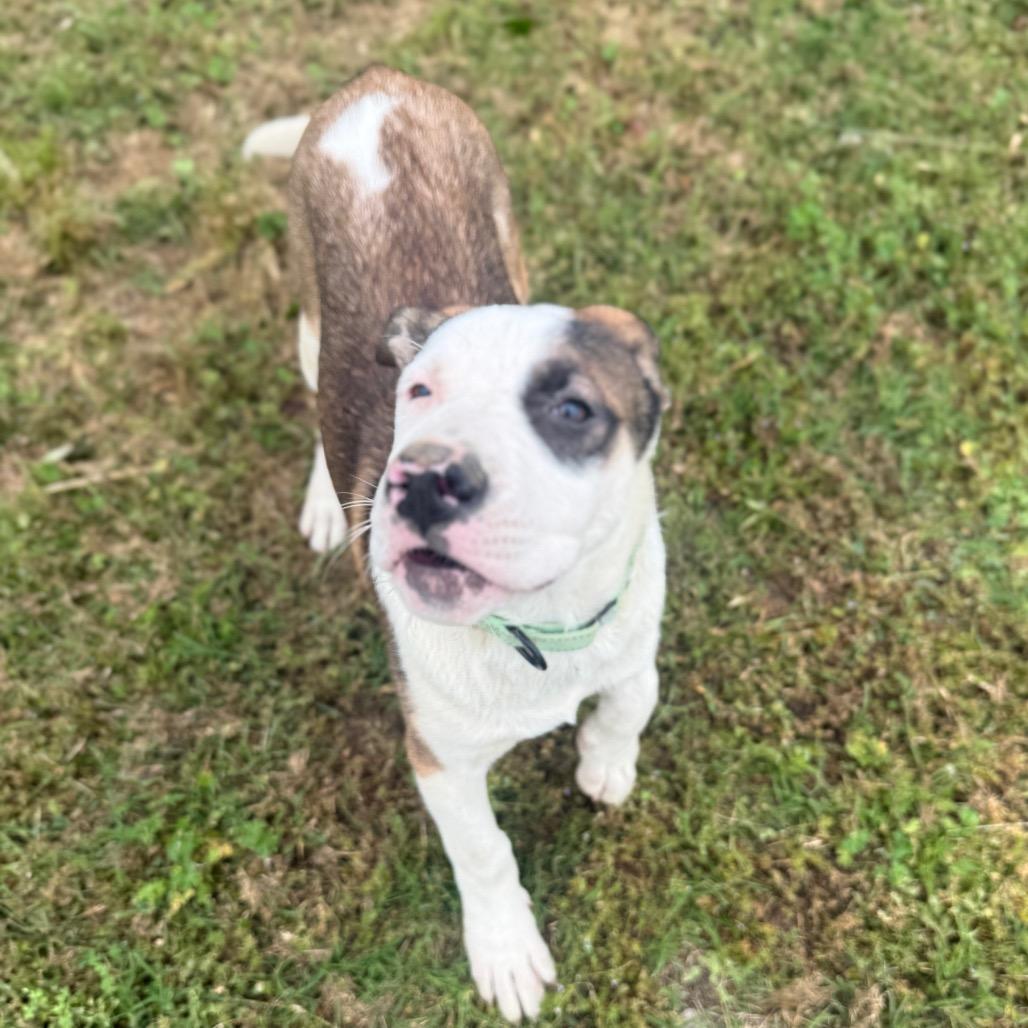 Apollo, a Adoptable mixed breed in Collinsville , OK image 1/6