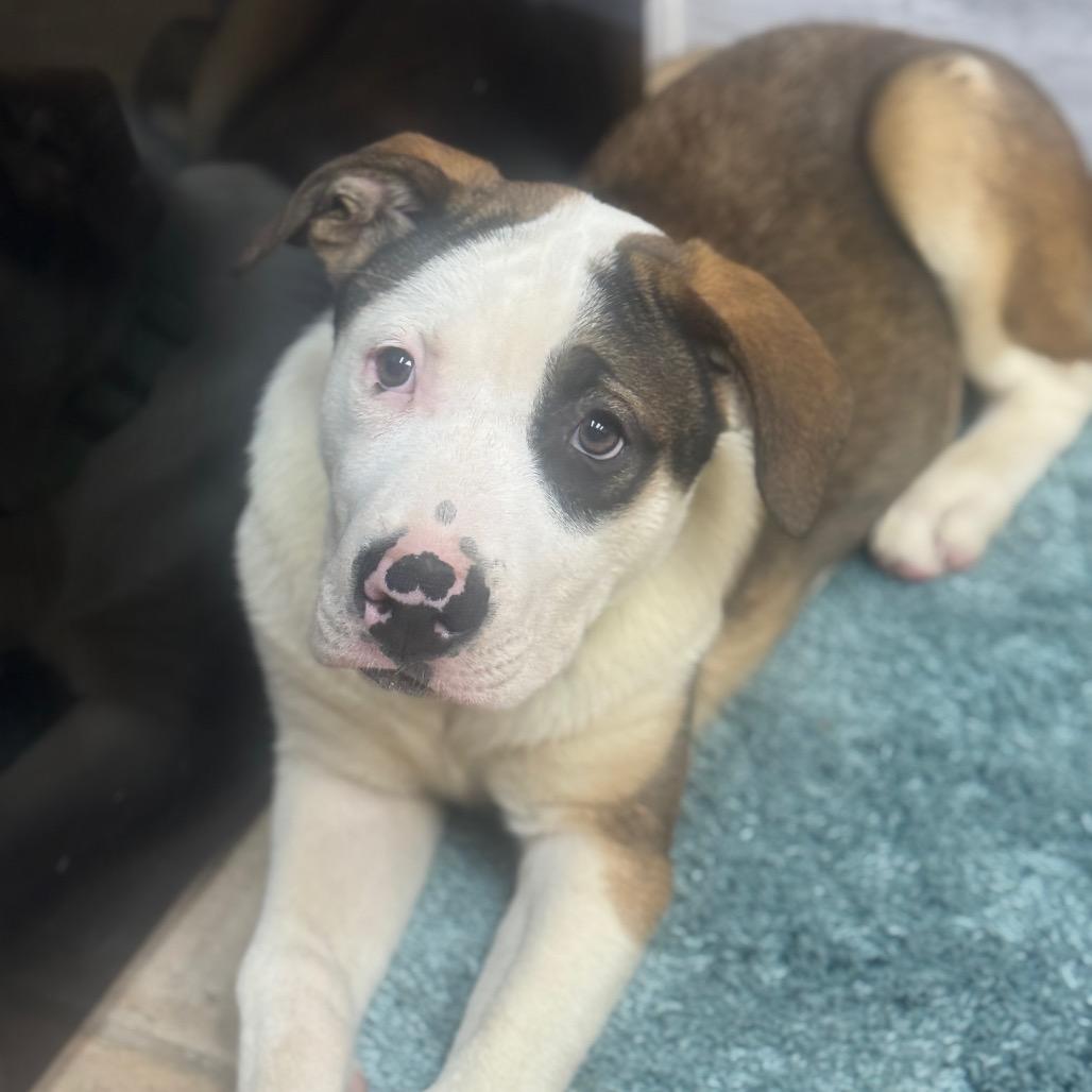 Apollo, a Adoptable mixed breed in Collinsville , OK image 2/6