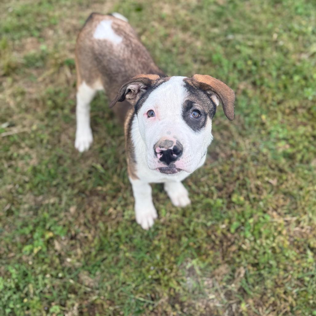 Apollo, a Adoptable mixed breed in Collinsville , OK image 3/6