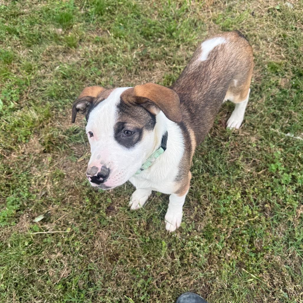 Apollo, a Adoptable mixed breed in Collinsville , OK image 4/6
