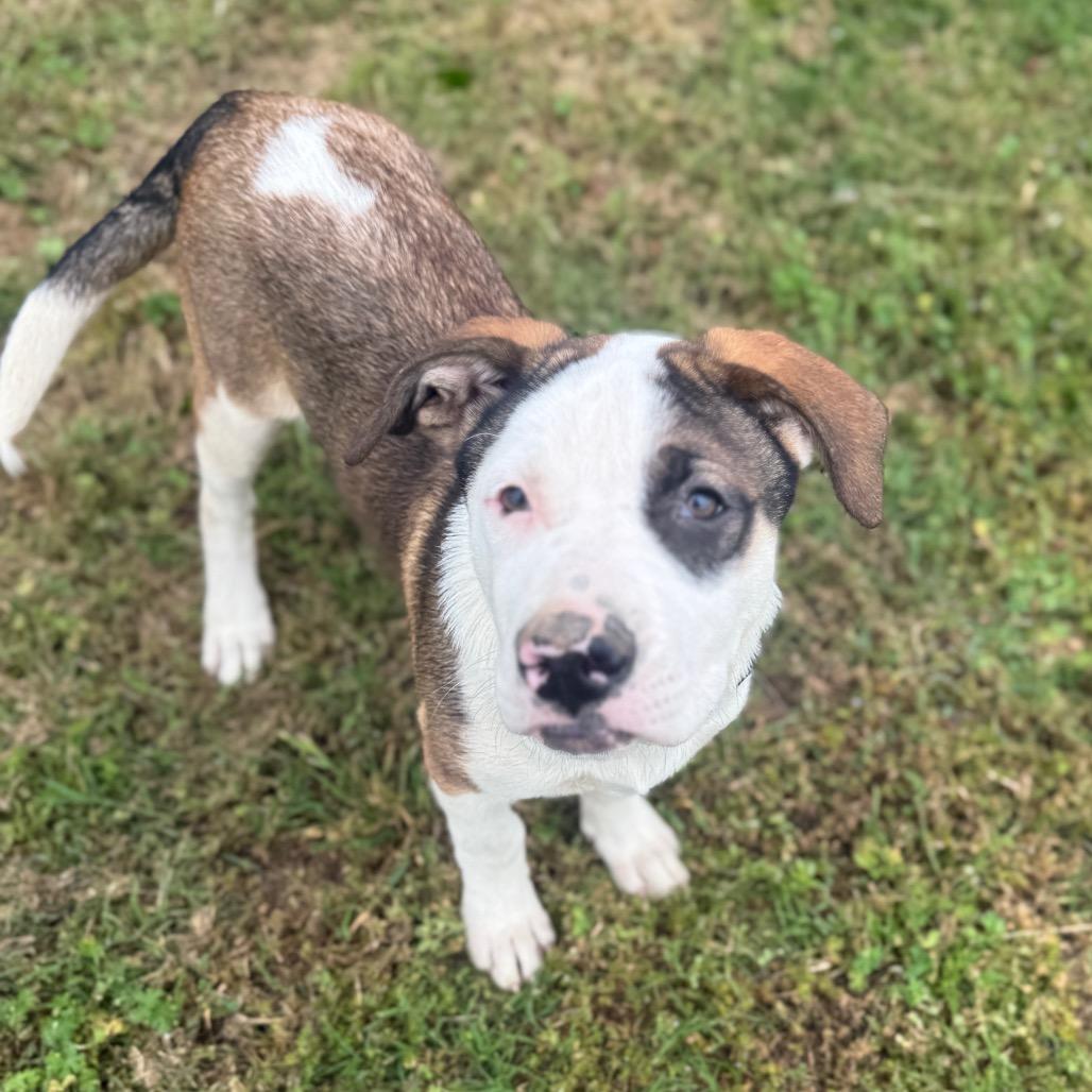 Apollo, a Adoptable mixed breed in Collinsville , OK image 5/6