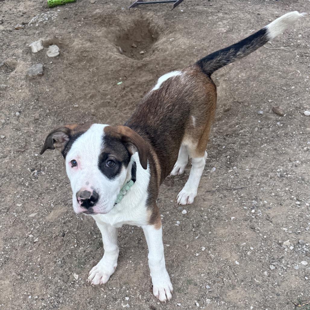 Apollo, a Adoptable mixed breed in Collinsville , OK image 6/6