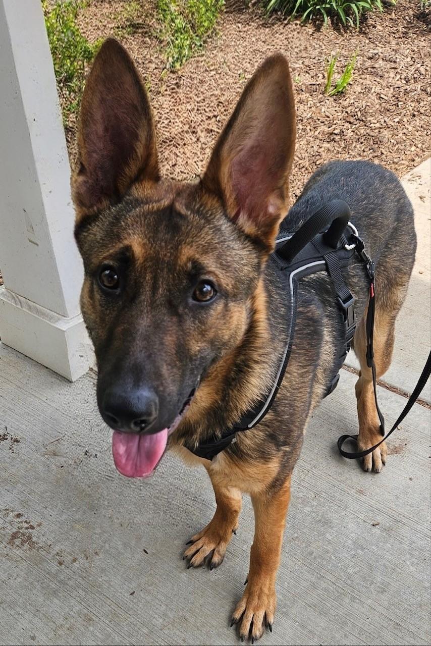 Roscoe, adopted, Young Male German Shepherd Dog.