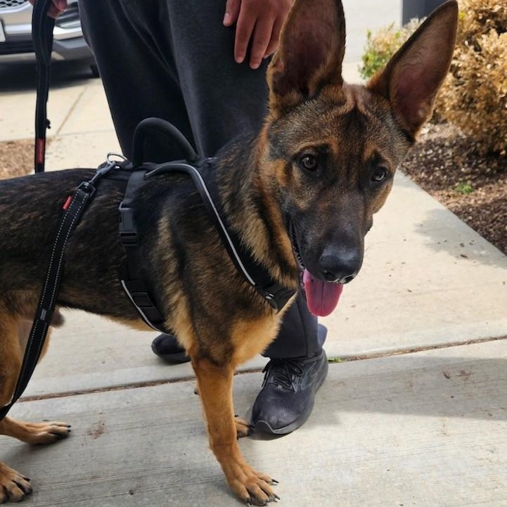 Enlarge Roscoe, an adopted German Shepherd Dog in Windsor, CT image 2/2
