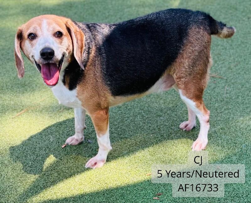 CJ, Adoptable, Adult Male Beagle & Mixed Breed.